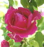 Adesugata rose photo