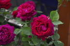Duc de Bragance rose photo
