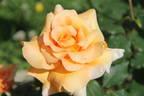 Fragrant Dream rose photo