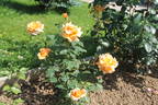 Fragrant Dream rose photo