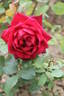Nachtfalter rose photo