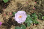 Blue Bajou ® rose photo
