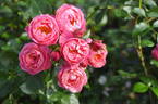 Raymond Blanc rose photo