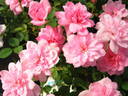 Peach-hime Sakurako rose photo