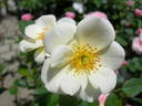Tear Drop rose photo