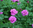 Eau de Toilette rose photo