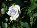Cool Beauty rose photo