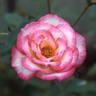 Heide rose photo