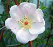 <i>Rosa melina</i> Greene synonym rose photo