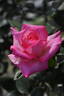 Tekona rose photo