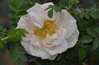 Burnet Double Pink rose photo