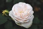 Cinderella rose photo