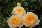 Lemon rose photo