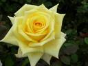 Kouka rose photo