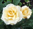 Yellow Queen Elizabeth rose photo