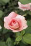 Princess Margaret rose photo