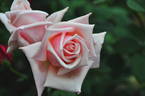 Lady Beauty rose photo