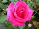 Captain Harry Stebbings rose photo