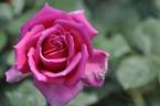 Editor McFarland rose photo