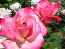 Altesse 75 rose photo