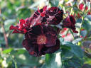 Pretty Black rose photo