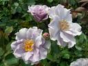 Murasaki no Sono rose photo