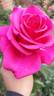 Hot Princess rose photo