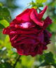 Detroiter, Cl. rose photo