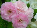 Pink Summer Snow rose photo