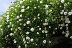 Summer Snow, Cl. rose photo