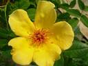Sunny June rose photo