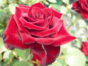 Black Swan rose photo