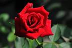 Kan-pai rose photo