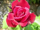 Cara Mia rose photo