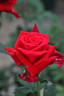 My Reiko rose photo