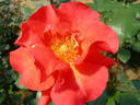 Princess Michiko rose photo