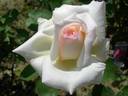 Touch of Venus rose photo