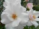 Elfe rose photo