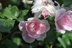 Pink Iceberg ™ rose photo