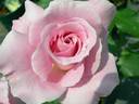 Pink French Lace rose photo