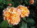 La Campanella rose photo