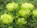 Eclaire rose photo