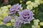 Aono rekuiemu rose photo