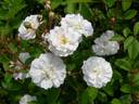 Blanche Cascade ® rose photo