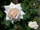 Blanche Colombe ® rose photo
