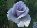 Ondina rose photo
