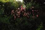 Marietta Silva Tarouca rose photo