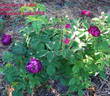 Orpheline de Juillet rose photo