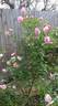 Rainbow rose photo