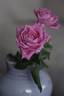 Capistrano rose photo